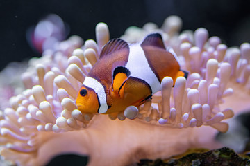 Close up of Clownfish or anemonefish .Marine Life