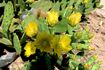 Indian fig, cactus pear (Opuntia ficus-indica, Opuntia ficus-barbarica) with yellow flower.