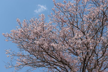 桜（ソメイヨシノ）のイメージ,sakura,someiyoshino,japan