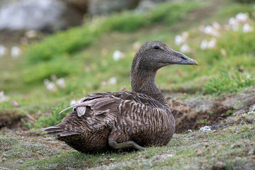 A close up of Common Eider Duck  (Somateria mollissima)
