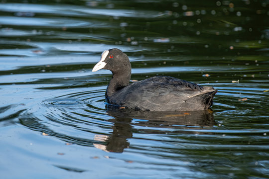 Eurasian coot (Fulica atra) over the water background