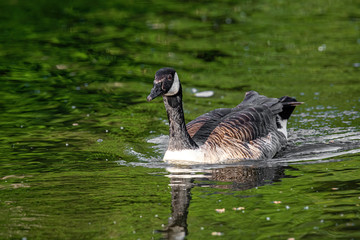 Canada goose (branta canadensis) swimming in the water