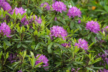 Rhododendron pink flower fresh blooming. Pink Rhododendron flower with blurred background