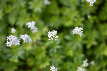 Blühender Waldmeister (Galium odoratum)
