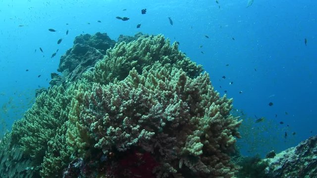 Tropical coral reef coverd with Broccoli coral, Litophyton arboreum in Andaman sea 