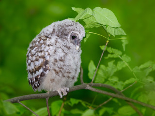 Barred Owl ( Owlet ) Sitting on Tree Branch on Green Background