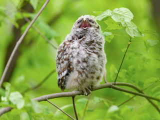 Barred Owl ( Owlet ) Sitting on Tree Branch and Yawning on Green Background