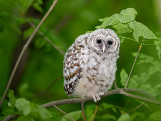 Barred Owl ( Owlet ) Sitting on Tree Branch on Green Background