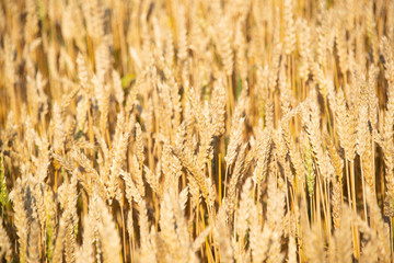 Obraz premium Field of wheat on a sunny day