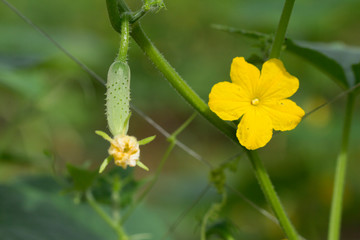 Fresh green cucumber growing in garden, Young plant cucumber with yellow flowers.