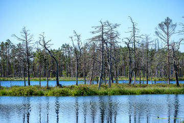 old dry pine tree trunks standing in the shore of peatland lake in swamp