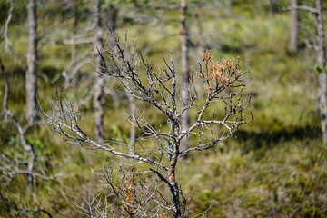 old dry pine tree trunks standing in the shore of peatland lake in swamp