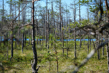 old dry pine tree trunks standing in the shore of peatland lake in swamp