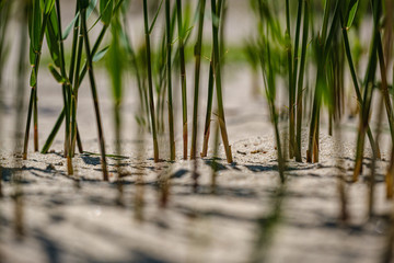 close up macro image of grass bents on sea beach white sand