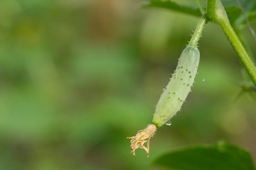 Fresh green cucumber growing in garden, Young plant cucumber with yellow flowers.