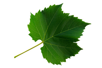 one leaf of grapes isolated on white background, top side of leaf