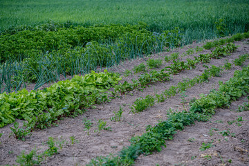 eco gardening, country garden with vegetables, onion, potatos and carrot growing