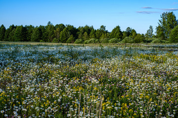 beautiful colorful summer meadow with flower texture on green background