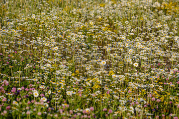 Obraz premium beautiful colorful summer meadow with flower texture on green background