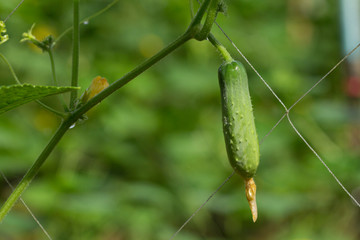 Fresh green cucumber growing in garden, Young plant cucumber with yellow flowers.