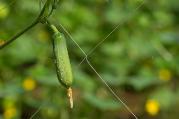 Fresh green cucumber growing in garden, Young plant cucumber with yellow flowers.