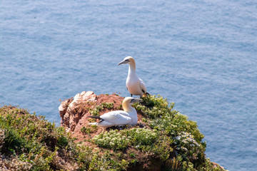 Basstölpel Brutplatz auf Felsen Helgoland