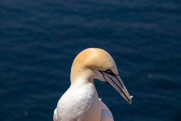 Basstölpel auf Helgoland