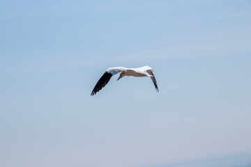 Basstölpel auf Helgoland
