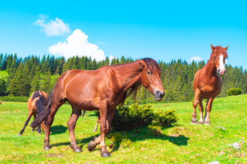 horses in a meadow in the mountains