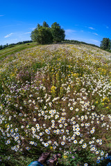 Obraz premium beautiful colorful summer meadow with flower texture on green background