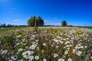 Fototapeta na wymiar beautiful colorful summer meadow with flower texture on green background
