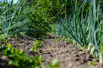 eco gardening, country garden with vegetables, onion, potatos and carrot growing