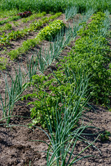Fototapeta na wymiar eco gardening, country garden with vegetables, onion, potatos and carrot growing
