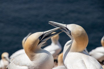 Basstölpel auf Helgoland