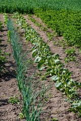 eco gardening, country garden with vegetables, onion, potatos and carrot growing