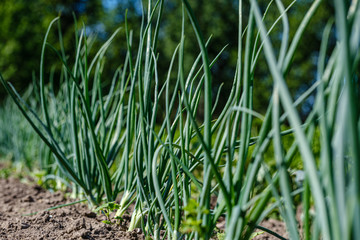 eco gardening, country garden with vegetables, onion, potatos and carrot growing