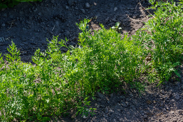 eco gardening, country garden with vegetables, onion, potatos and carrot growing