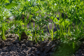 eco gardening, country garden with vegetables, onion, potatos and carrot growing