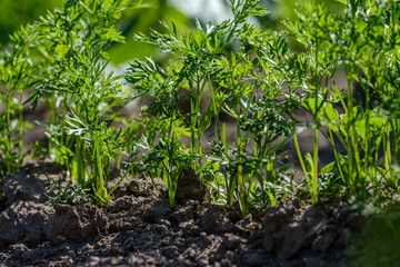 eco gardening, country garden with vegetables, onion, potatos and carrot growing