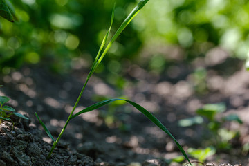 eco gardening, country garden with vegetables, onion, potatos and carrot growing