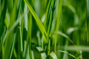 green grass in meadow pasture with blur effect