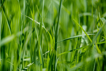 green grass in meadow pasture with blur effect