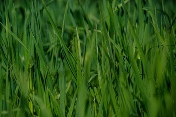 green grass in meadow pasture with blur effect