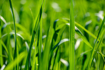 green grass in meadow pasture with blur effect