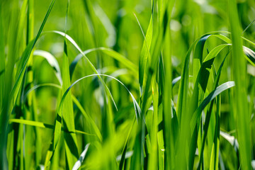 green grass in meadow pasture with blur effect