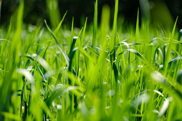 green grass in meadow pasture with blur effect