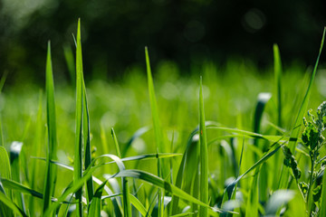 green grass in meadow pasture with blur effect