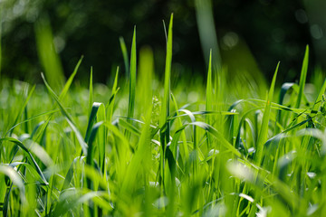 green grass in meadow pasture with blur effect