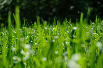 green grass in meadow pasture with blur effect
