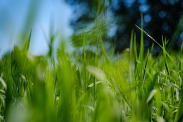 green grass in meadow pasture with blur effect